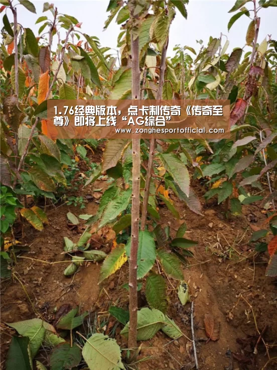 AG综合